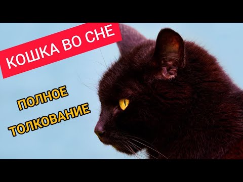 К чему снятся КОШКИ | Для женщин и мужчин | Полное толкование | СОННИК