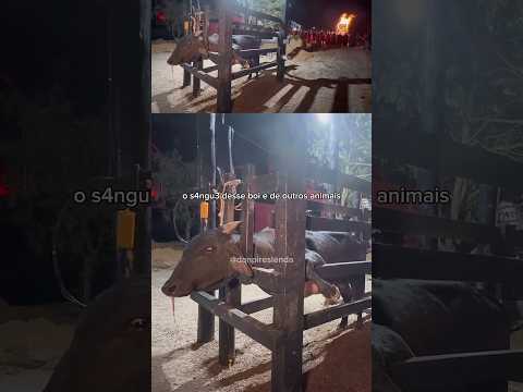 Nesse RELIGIÃO as entidades se alimentam de S4NGU3 🐐 #quimbanda #riodejaneiro #fé