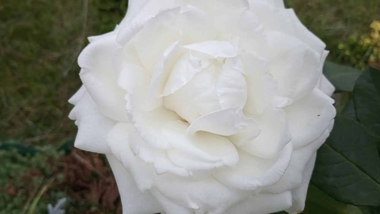 Красивейшая роза в моем саду!!!