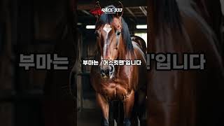 #경마예상#10월셋째주 부산관심마필#추천마필#로드투클레오# #horse #automobile #이슈