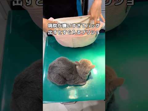 あまりにも病院が嫌すぎてバッグ出すとすぐ入っていくのが特技 #ブリショ #ブリティッシュショートヘア #shorts