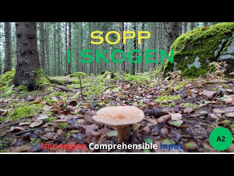 Sopp i skogen - Norwegian Comprehensible Input