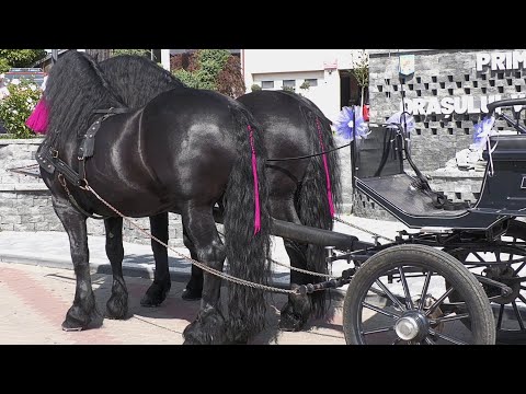 Caii lui dl. Ilie Chirilă