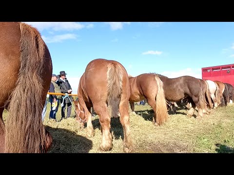Cai grei Anghel de la Bulgăruș - Timiș 2022