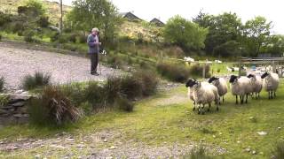 preview picture of video 'Ring of Kerry, Kells Sheep Centre, sheep dog demonstations'