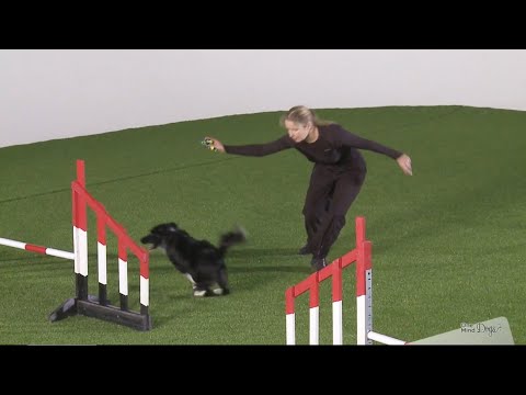 OneMind Dogs agility handling techniques - Lap Turn