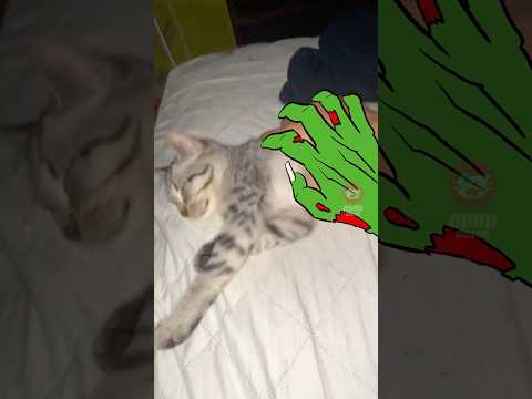 Real life Doodle Cats: Compilation! ✨🎨 #funnycats  #handdrawn  #mimiplanet