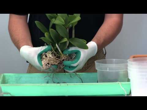 How to Re-Pot Cattleya Alliance Orchids