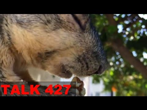 Sonic TALK 427 - Kick Drum Through A Squirrel