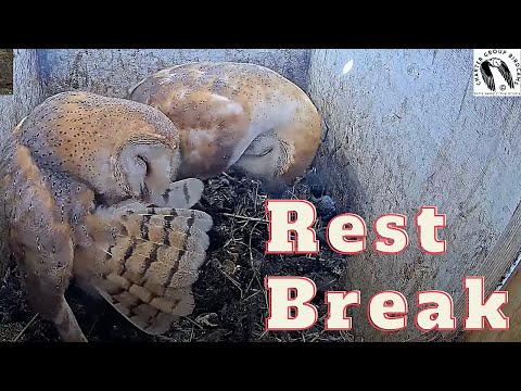 The barn owl pair takes a break from sleeping to preen their feathers.