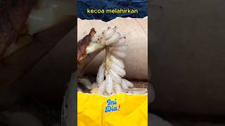 Download lagu WOOW 😱 Ternyata Begini Cara KECOA MELAHIRKAN ‼️⚠️ #shorts #inidiachannel mp3 Download lagu WOOW 😱 Ternyata Begini Cara KECOA MELAHIRKAN ‼️⚠️ #shorts #inidiachannel mp3