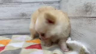 ハーフ犬の動画01