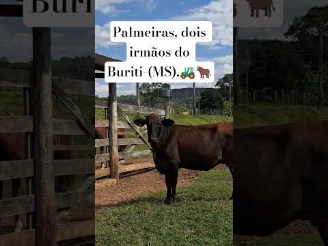 Palmeiras, dois irmãos do Buriti-Ms.🚜🐂