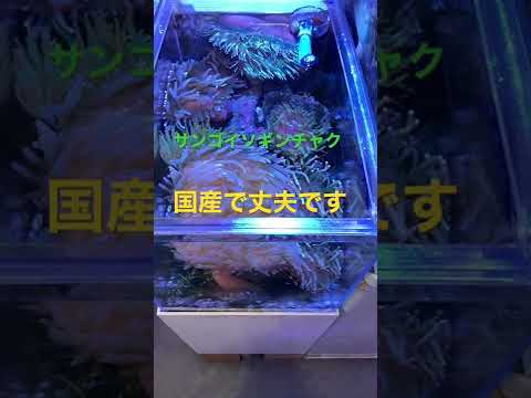 イソギンチャクの増やし方は？なぜ、どのように分割するのでしょうか?  庭園