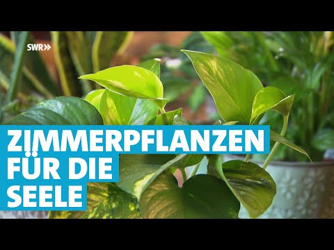 Mit Zimmerpflanzen die Seele trösten