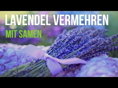 ► Anleitung: Lavendel mit Samen vermehren