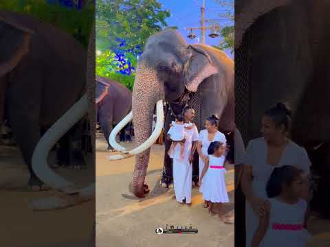 බේබි අයියාගේ චුටි දෝණි එක්ක පවුලේ අයයි වාසනායි 🥰🦚🙏