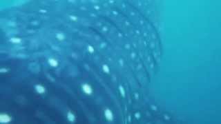 preview picture of video 'Swimming with the whale sharks, Philippines'