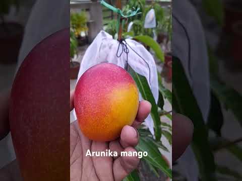 Arunika mango # mango #mangovarieties #gardening #gardener