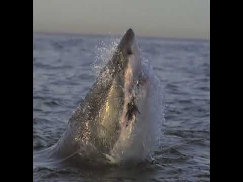 Raul Delasul Feat. Família Pobre Loko - Superação ( Oficial Music Vídeo)