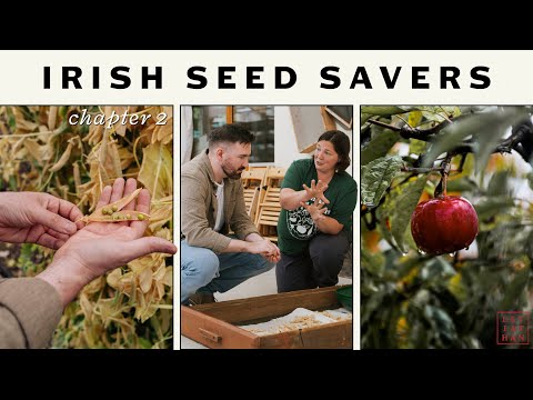 The Volunteers Resurrecting Ireland's Lost Heritage Apple Trees
