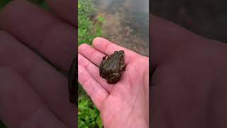 Green frog returned to the 💦 #wildanimals #frog #greenfrog   #animals #wildlife #nature