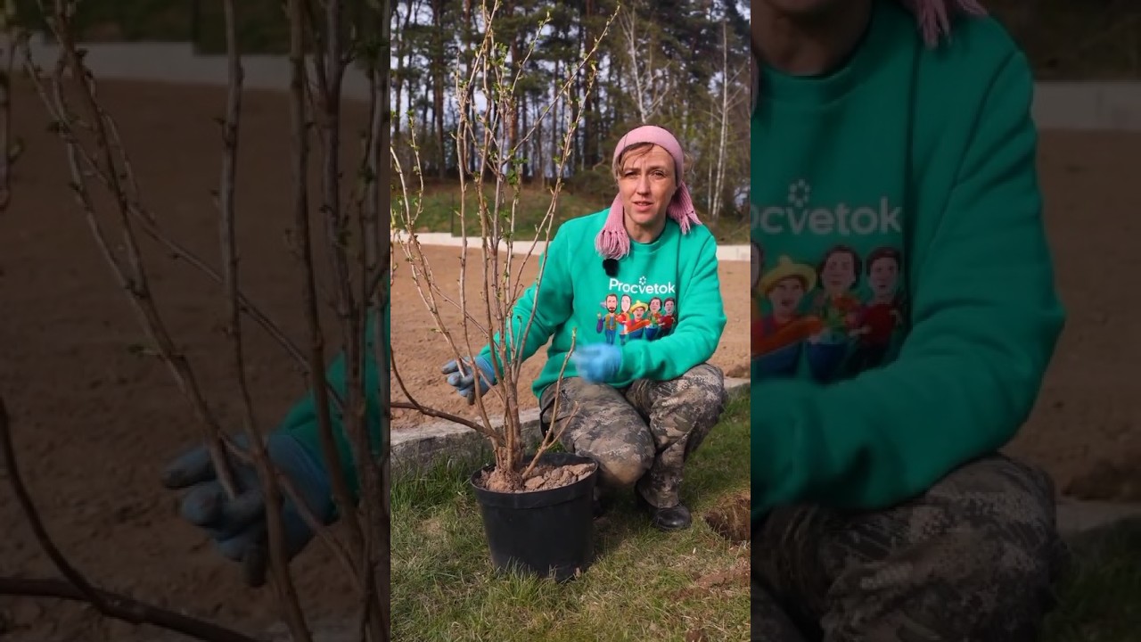 Смородина засыплет ароматными сладкими ягодами, если посадите ее так!