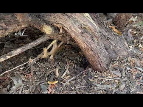 In-Ground Yellow Jacket Nest Hidden Under...