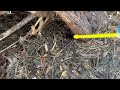In-Ground Yellow Jacket Nest Hidden Under Tree in Manalapan, NJ