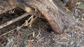 Watch video: In-Ground Yellow Jacket Nest Hidden Under...