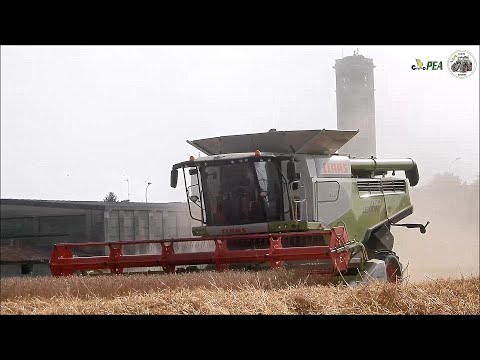 Claas Lexion 760 TT + MaxFlex 770 - Gruppo PEA - Trebbiatura frumento 2022