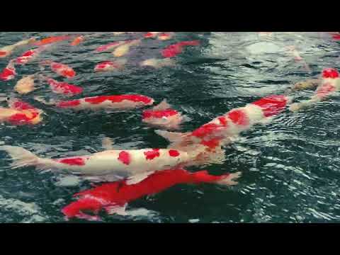 Insane Koi Fish Feeding Frenzy! ❤️‍🔥