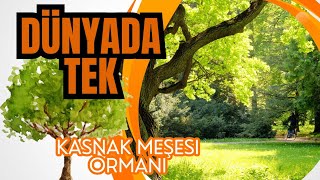 Kasnak Meşesi Ormanı Belgeseli: Türkiye’nin Gizemli Doğa Hazinesi