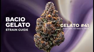 Bacio Gelato Strain Guide: Everything You Need to Know About Gelato #41