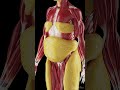 Growth of subcutaneous fat #meded  #anatomy