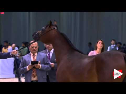 N.175 E.S. EMARATI - Dubai 2016 - Colts 2 years old (Class 10)