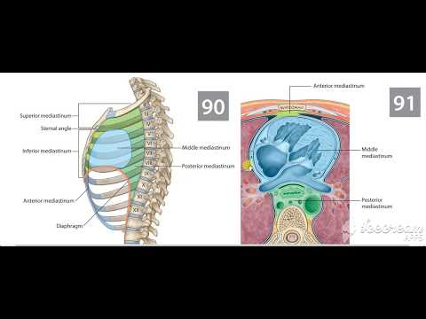Mediastinum 4