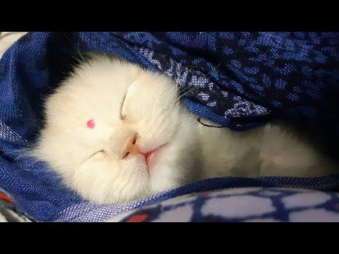 Fairy sleeing style, Persian cat sleeping, fairy ... - YouTube