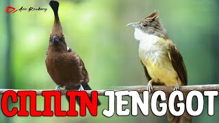 Download lagu MASTERAN CILILIN VS CUCAK JENGGOT mp3 Download lagu MASTERAN CILILIN VS CUCAK JENGGOT mp3