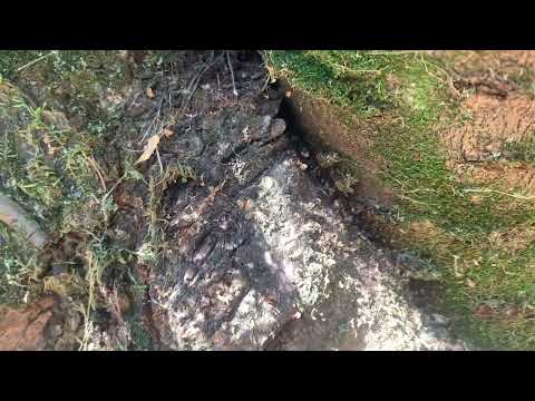 Carpenter Ants Hiding in an Old, Dead Tree in Skillman, NJ