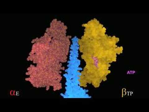 Rotation of the gamma subunit effects ATP synthesis