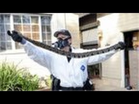 Snakes found in 'house of horrors'