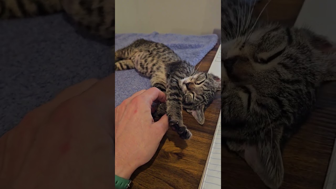 Enlarge Zig & Zag, a Adoptable mixed breed in Hyattsville, MD video 3/6