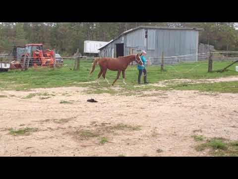 Dawning Hero Astrid  (Kari Hero X Brazen Angel) 2019 Chestnut filly IMG 3506