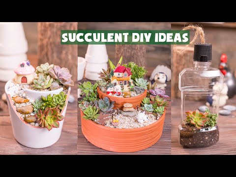, title : '14 Succulent DIY Ideas| 14 Ý tưởng trang trí sen đá tuyệt đẹp| 多肉植物| 다육이들 | Suculentas'