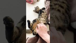 【可愛い】野生を知らないアンバーの撫でられ動画 #cat #cats #キジトラ #可愛い #猫 #記録 #甘え上手 #甘えんぼう