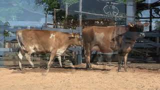 Vídeo 177 - 1ª ETAPA MEGA LIQUIDAÇÃO TOTAL AGROPECUÁRIA MARAJOARA - DIA 4 | GADO GIROLANDO E HOLANDÊS
