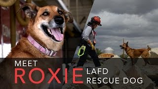 Meet Roxie, LAFD search and rescue dog