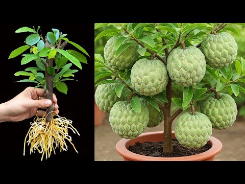 3 Tricks to grow of sugar apple tree | How to grow sugar apple tree