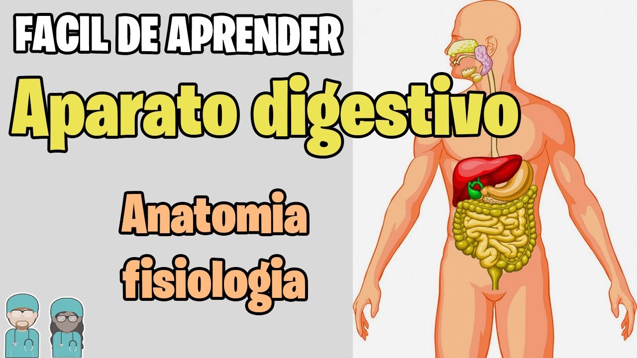 SISTEMA DIGESTIVO Resumen ✅- Estructuras y Funciones  MEJOR EXPLICADO
